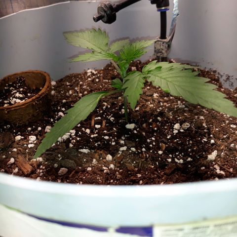  Bubba growlog photo: Veggin......