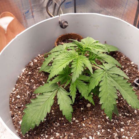  Bubba growlog timeline photo