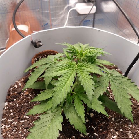  Bubba growlog timeline photo