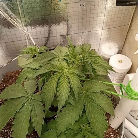  Bubba growlog photo: Temp Night 75° Temp Day 80° 
Humidity 30% 