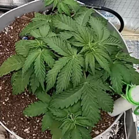  Bubba growlog photo: Temp 64° Night
Temp 80° Day