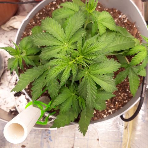  Bubba growlog photo: 70°F 45% Humidity 