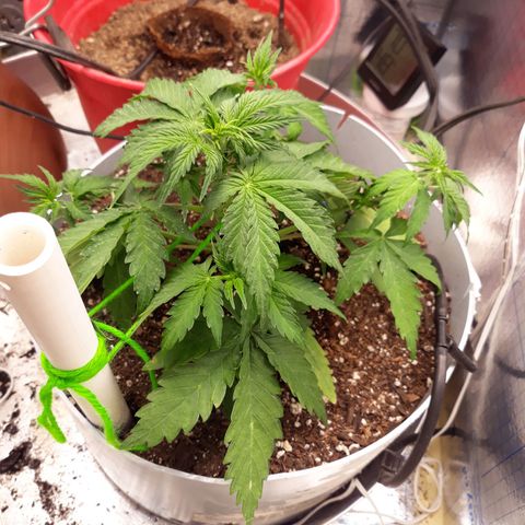  Bubba growlog photo: 70°F 45% Humidity 