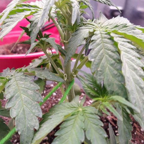  Bubba growlog photo: 70°F 45% Humidity 