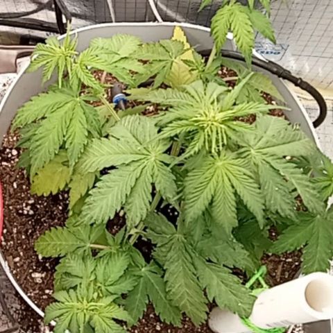  Bubba growlog photo: 66% Day Cold Front
