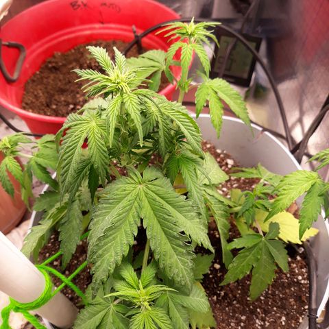  Bubba growlog timeline photo