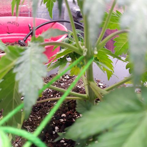  Bubba growlog timeline photo