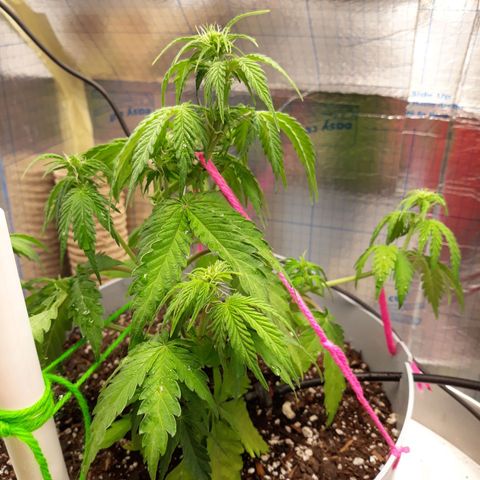  Bubba growlog photo: LST 