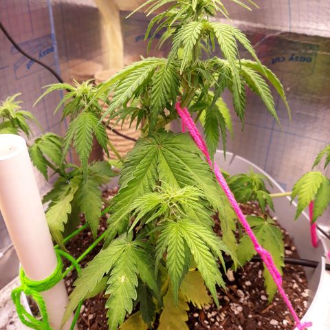  Bubba growlog timeline photo