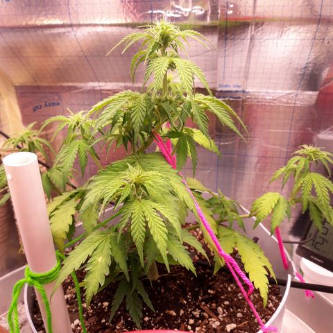  Bubba growlog photo: Flowering in full effect. 