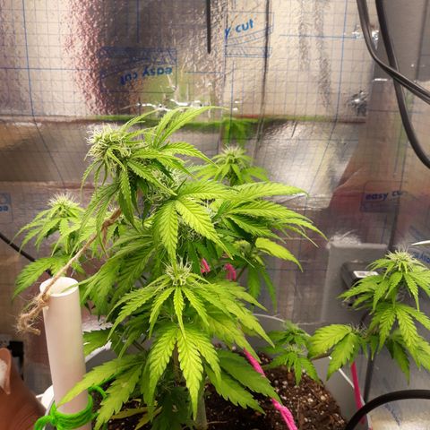  Bubba growlog photo: Big Bud Every 2 Days.