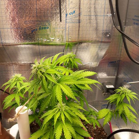  Bubba growlog timeline photo