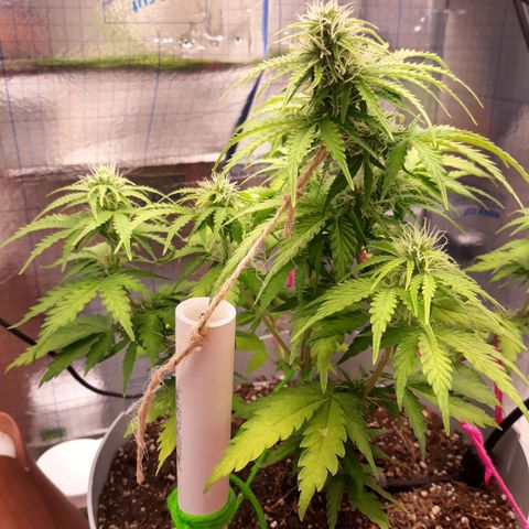  Bubba growlog photo: 79° Temp
40% Hum.