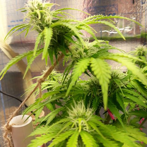  Bubba growlog photo: 79° Temp
40% Hum.
