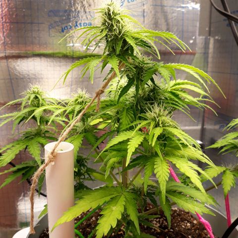  Bubba growlog photo: Needs some trimming. 