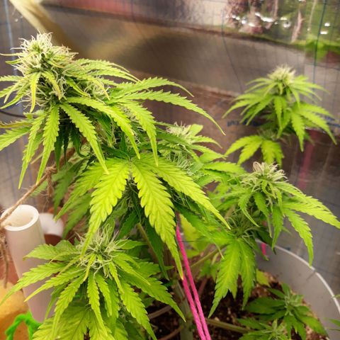  Bubba growlog timeline photo