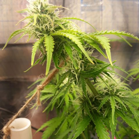  Bubba growlog photo: Beautiful flowering. 