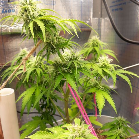  Bubba growlog timeline photo