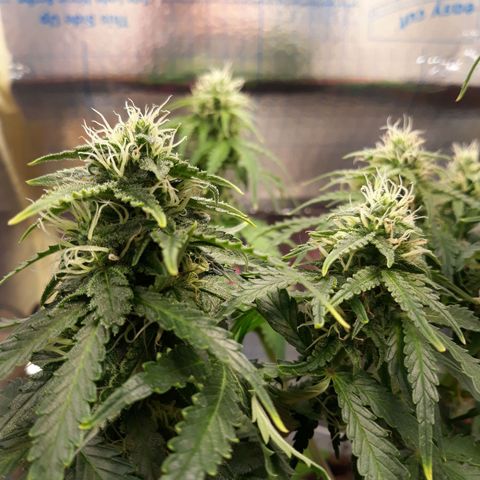  Bubba growlog timeline photo