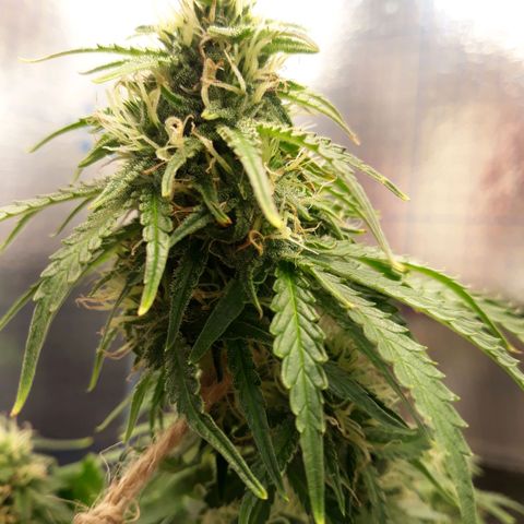  Bubba growlog timeline photo