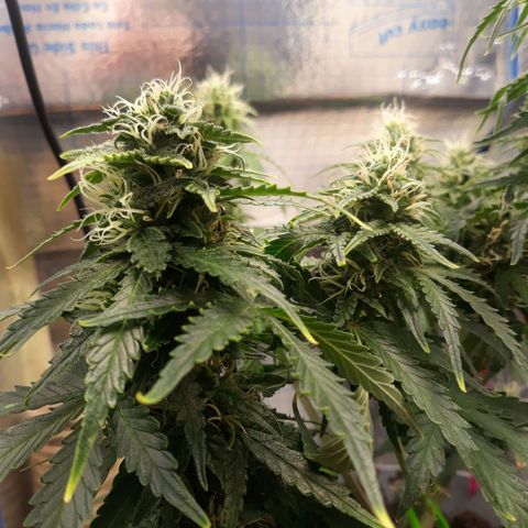  Bubba growlog photo: 70°
54% Hum.
