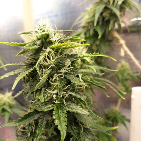  Bubba growlog photo: 75%
40% Hum. Going to do first soil flush. 