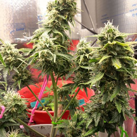  Bubba growlog timeline photo