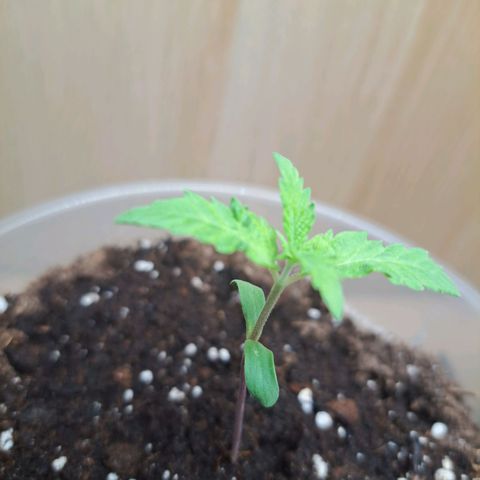 Purple Queen RQS growlog timeline photo
