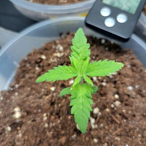 Purple Queen RQS growlog timeline photo