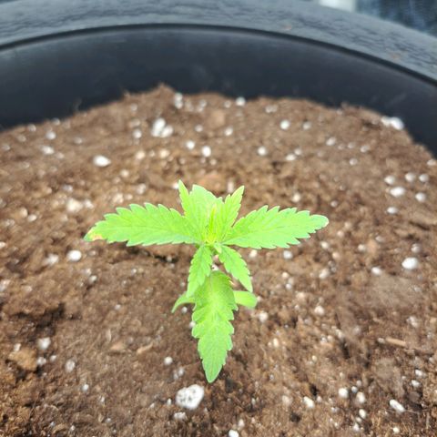 Purple Queen RQS growlog timeline photo