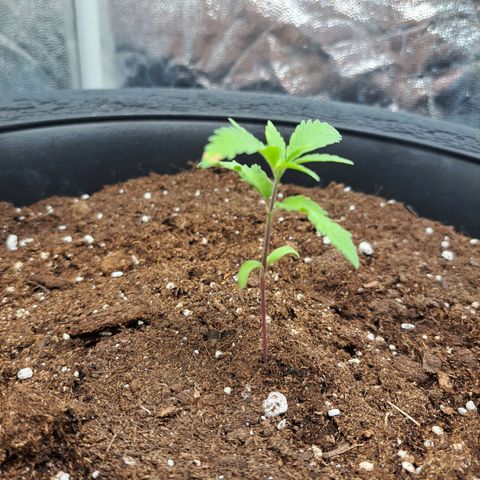 Purple Queen RQS growlog timeline photo