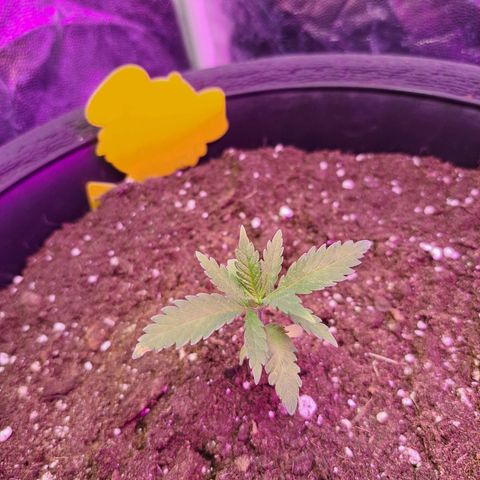 Purple Queen RQS growlog timeline photo