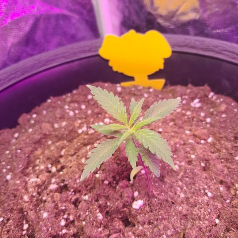 Purple Queen RQS growlog timeline photo
