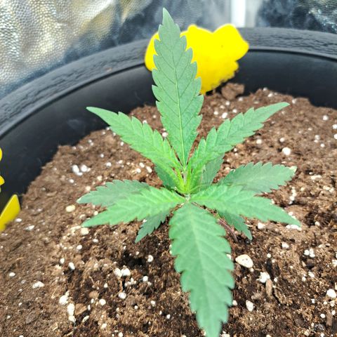 Purple Queen RQS growlog timeline photo