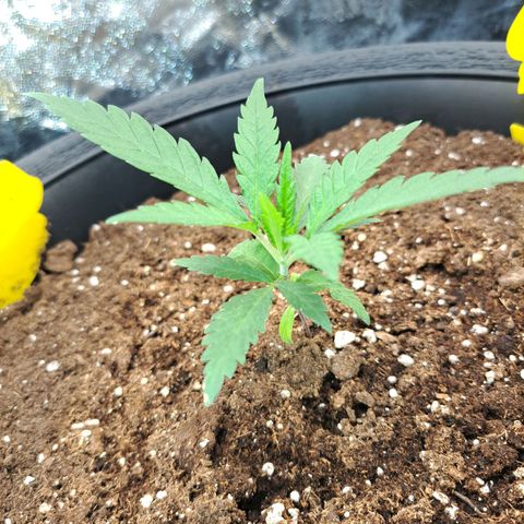 Purple Queen RQS growlog timeline photo