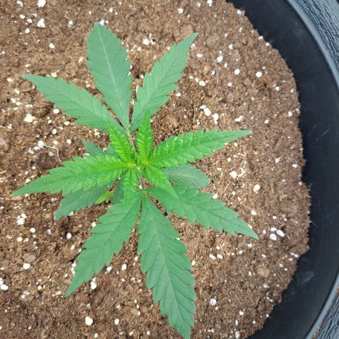 Purple Queen RQS growlog timeline photo