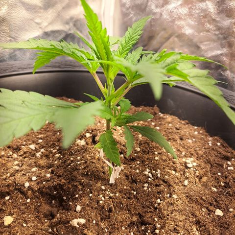 Purple Queen RQS growlog timeline photo