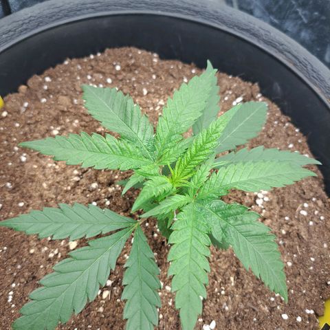 Purple Queen RQS growlog timeline photo
