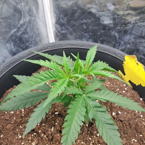 Purple Queen RQS growlog timeline photo