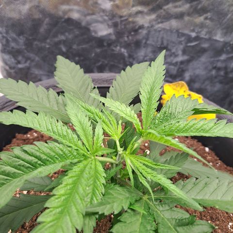 Purple Queen RQS growlog timeline photo