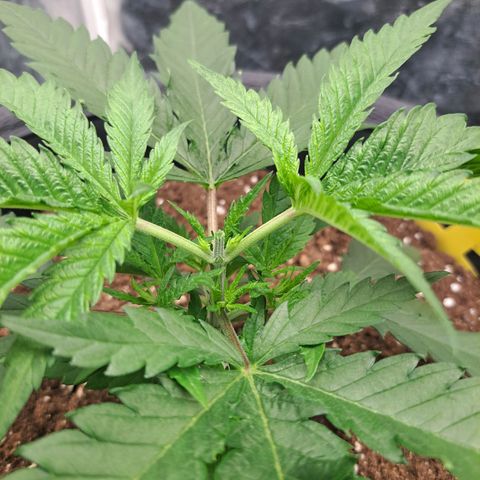 Purple Queen RQS growlog timeline photo