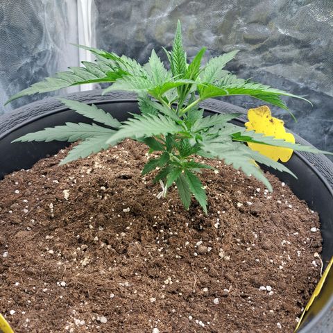 Purple Queen RQS growlog timeline photo