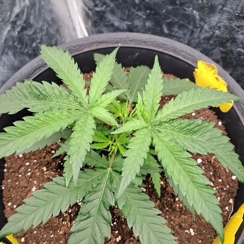 Purple Queen RQS growlog timeline photo