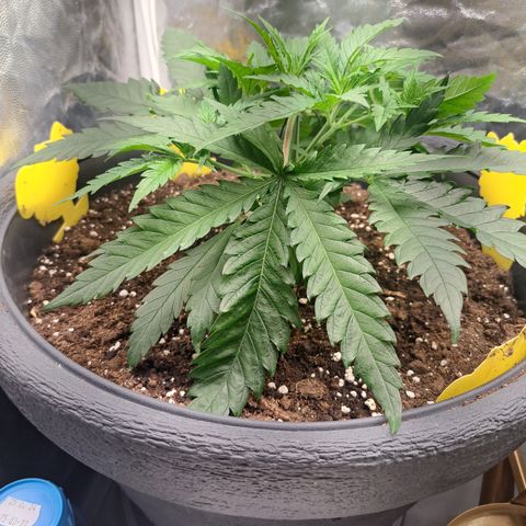 Purple Queen RQS growlog timeline photo