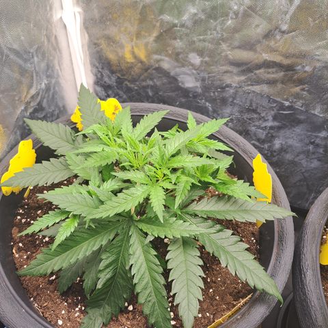 Purple Queen RQS growlog timeline photo