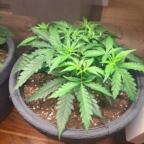 Purple Queen RQS growlog timeline photo