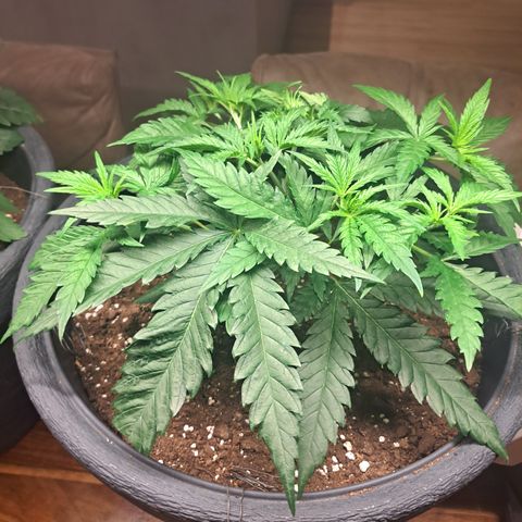 Purple Queen RQS growlog timeline photo
