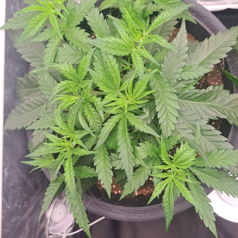 Purple Queen RQS growlog photo: Sieht sehr Gesund aus, werde die kommenden Tage mit LST beginnen.