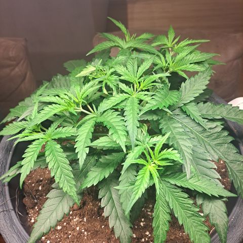 Purple Queen RQS growlog timeline photo