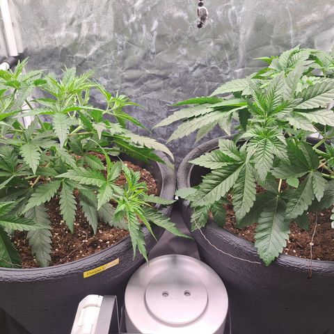 Purple Queen RQS growlog timeline photo